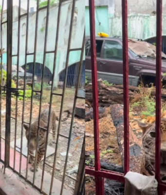 Pierde “Pepe Tigre” su predio de 20 hectáreas en la Zona Hotelera de Cancún